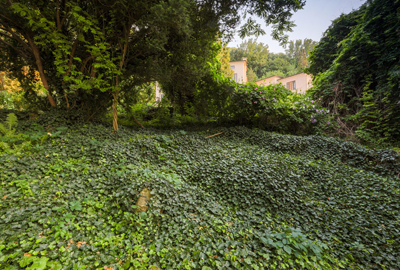 Refined image lawn and landscape, softscapes, snow & ice, lawn cutting & maintenance, residential & commercial lawn care, dunnville, ON